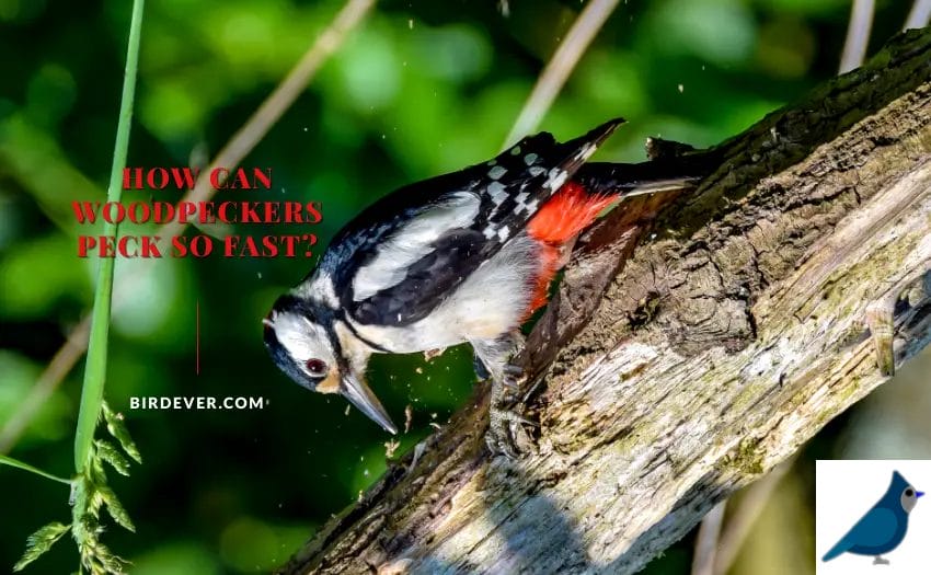 How Can Woodpeckers Peck So Fast