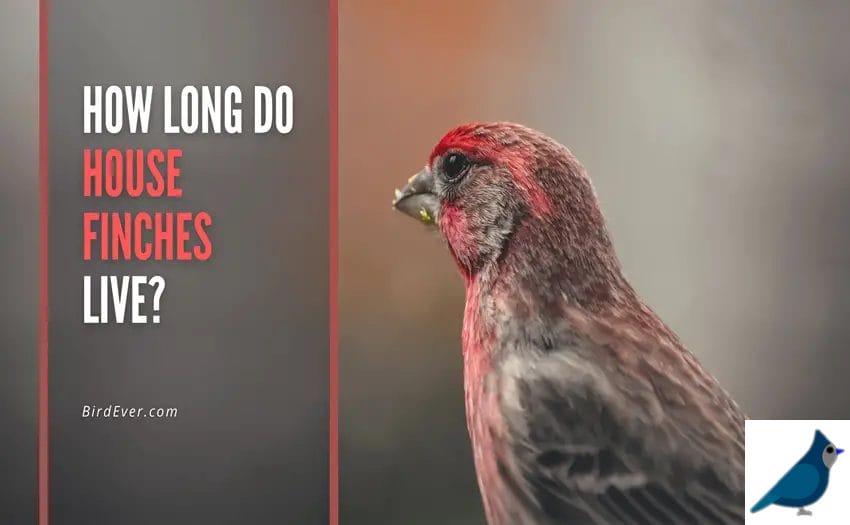 How Long Do House Finches Live