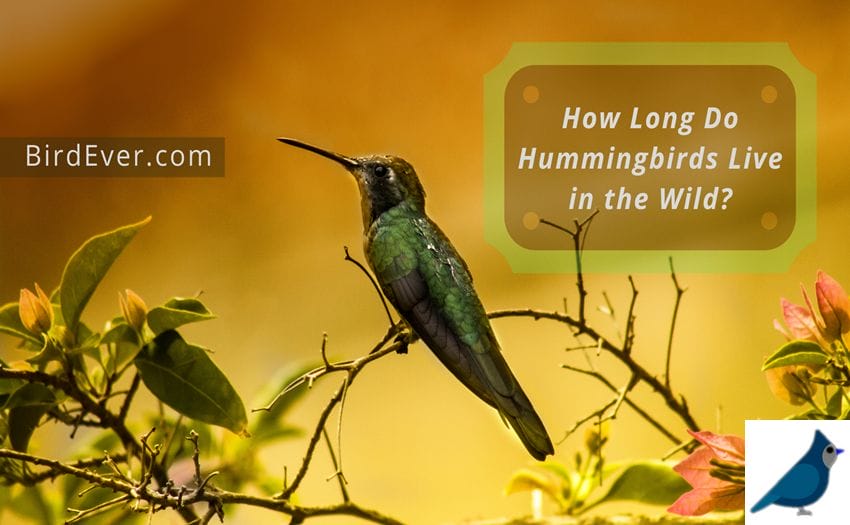 How Long Do Hummingbirds Live in the Wild