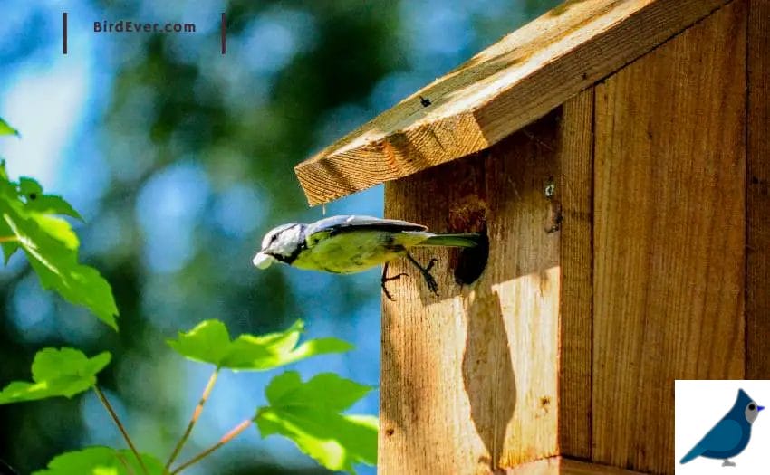 How To Attract Birds To Bird House