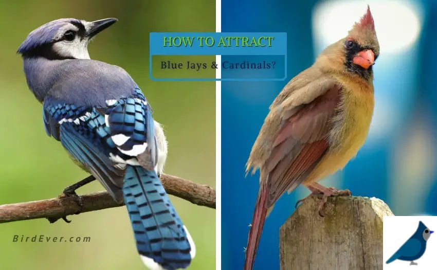 How To Attract Blue Jays And Cardinals