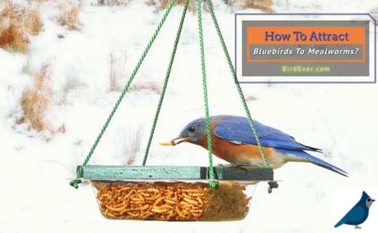 How To Attract Bluebirds To Mealworms? 9 Striking Tips