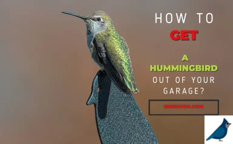 How To Get A Hummingbird Out Of Your Garage? 9 Genuine Tips