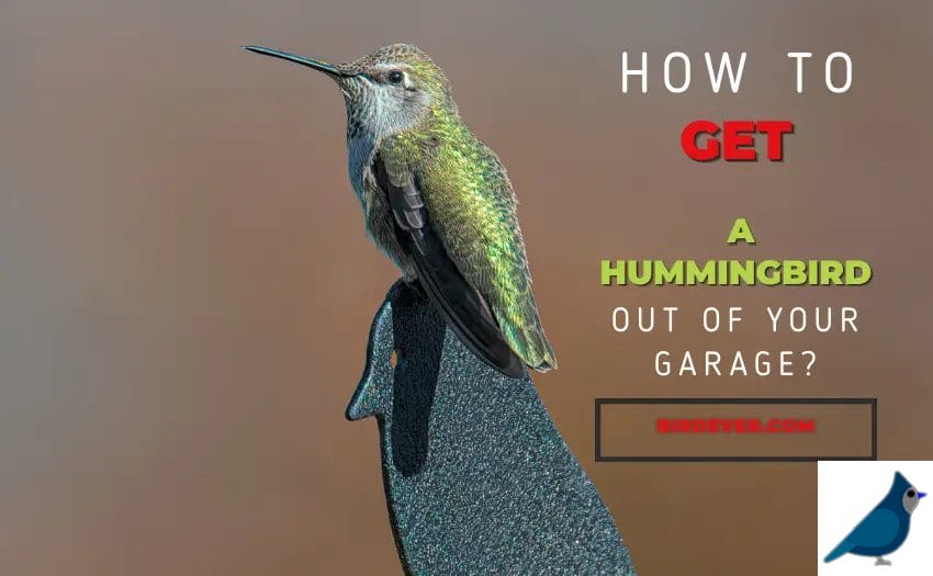 How To Get A Hummingbird Out Of Your Garage