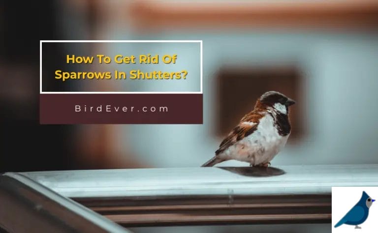 How To Get Rid Of Sparrows In Shutters? 6 Natural Ways To Apply