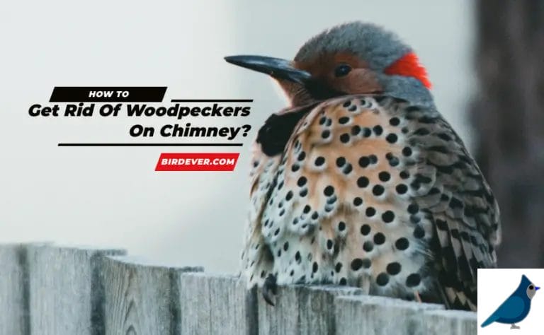 How To Get Rid Of Woodpeckers On Chimney? – 7 Steps to Eliminate Them