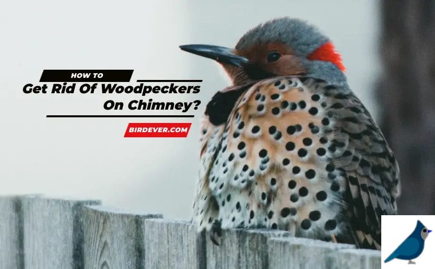 How To Get Rid Of Woodpeckers On Chimney