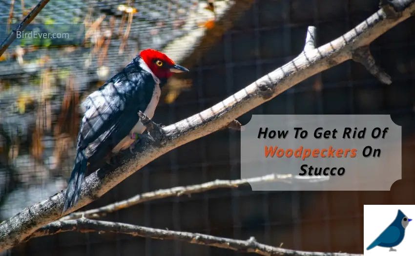 How To Get Rid Of Woodpeckers On Stucco