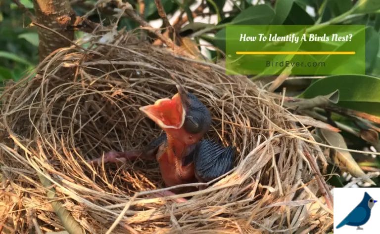 How To Identify A Birds Nest? 6 Types Of Nest Identification
