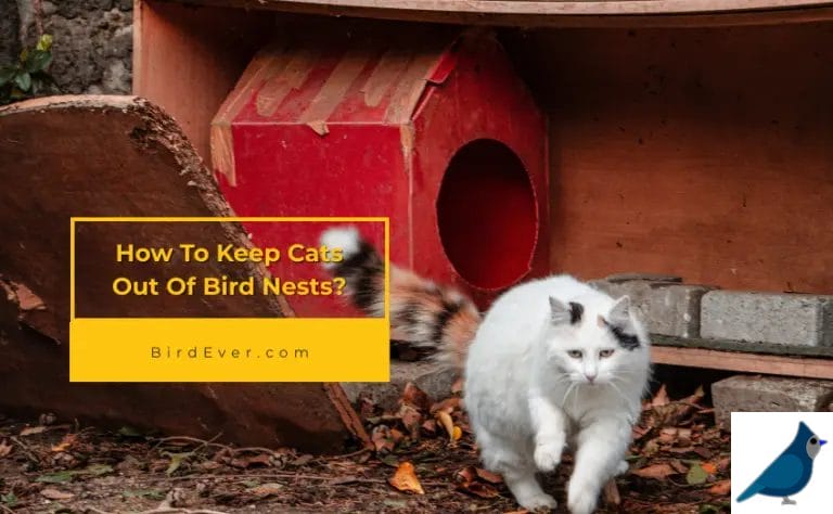 How To Keep Cats Out Of Bird Nests? 6 Practical Tips
