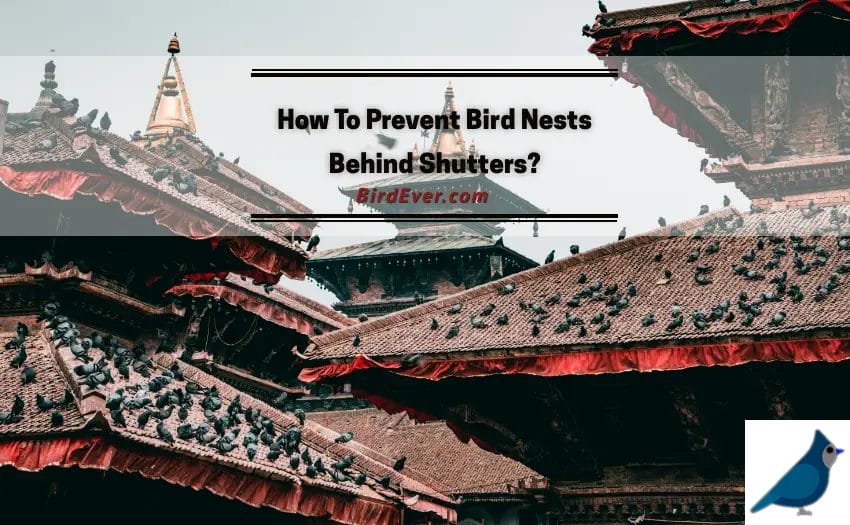 How To Prevent Bird Nests Behind Shutters