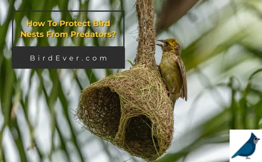 How To Protect Bird Nests From Predators
