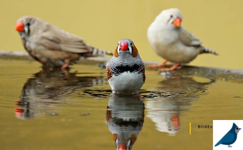 How To Take Care Of Finches