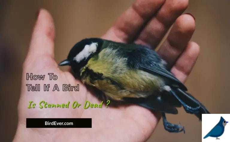 How To Tell If A Bird Is Stunned Or Dead? 6 Ways To Make Sure