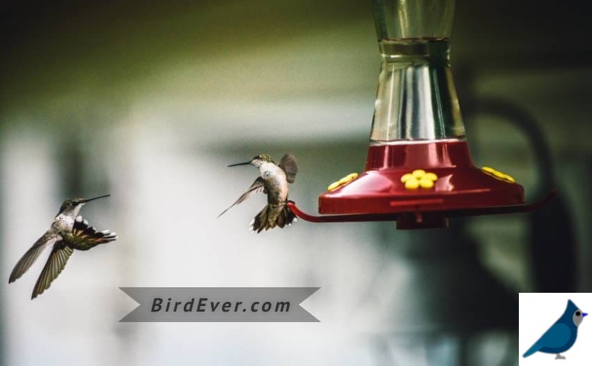 Hummingbirds Stop Coming To Feeders