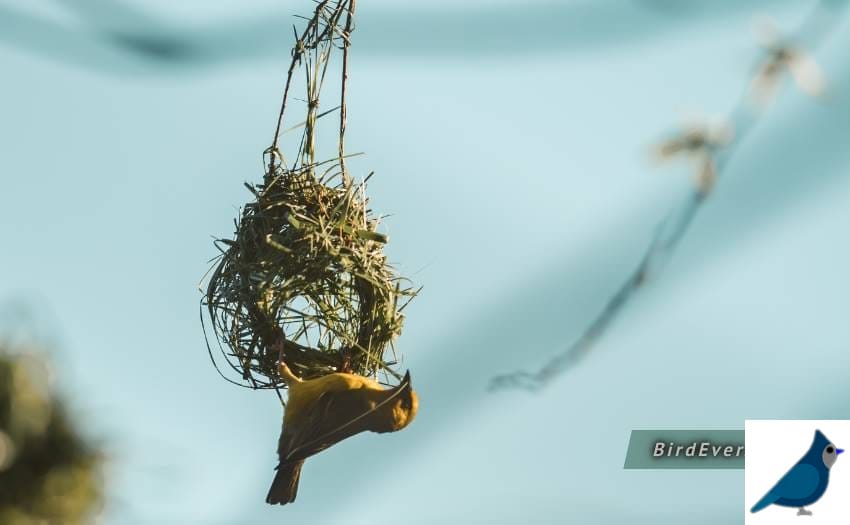 Interesting Facts About Hummingbird Nest