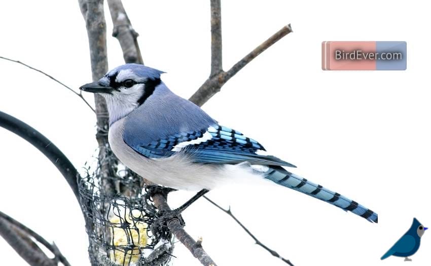 Key Features Of Blue Jays