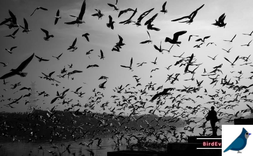Natural Bird Migration