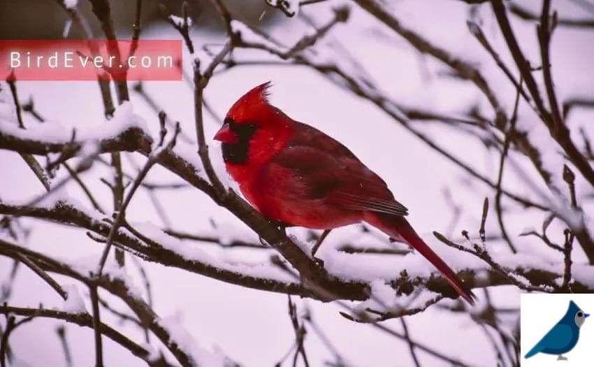 Nesting-Habits-Of-Cardinals