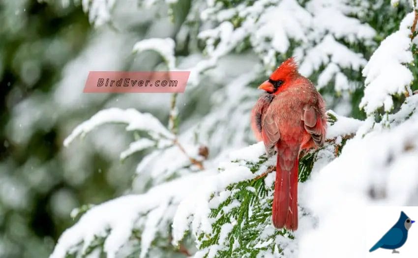 Preferred Habitats Of Cardinal