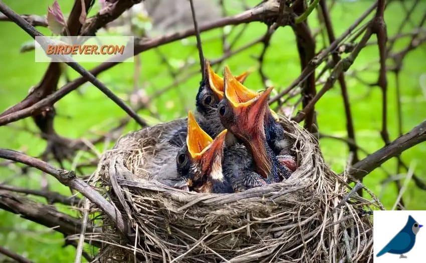 Protect Bird Nest