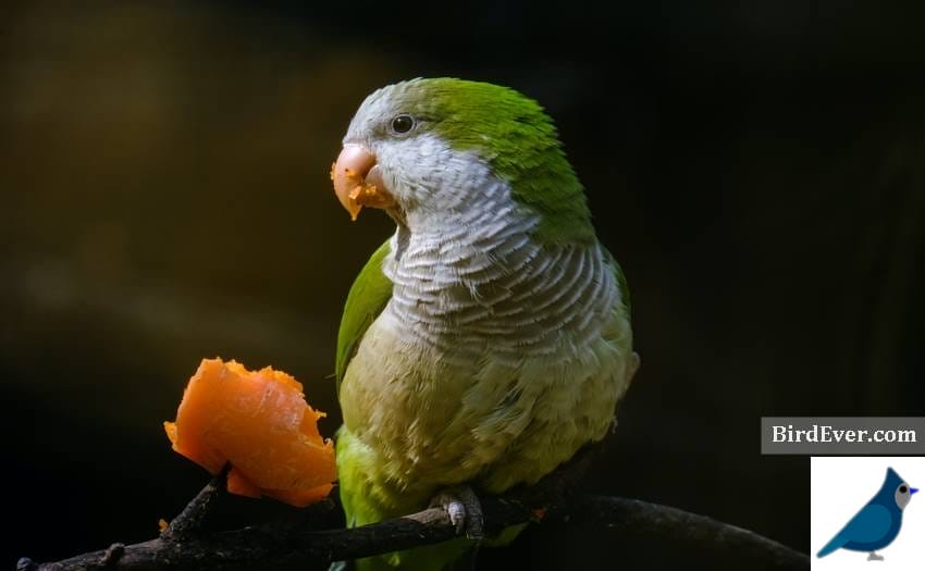 Safe Human Foods For Pet Birds
