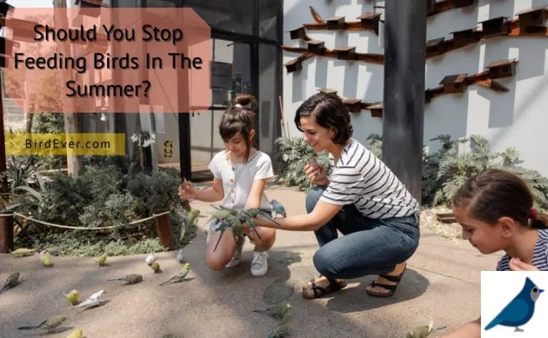 Should You Stop Feeding Birds In The Summer? 7 Reasons Why Not