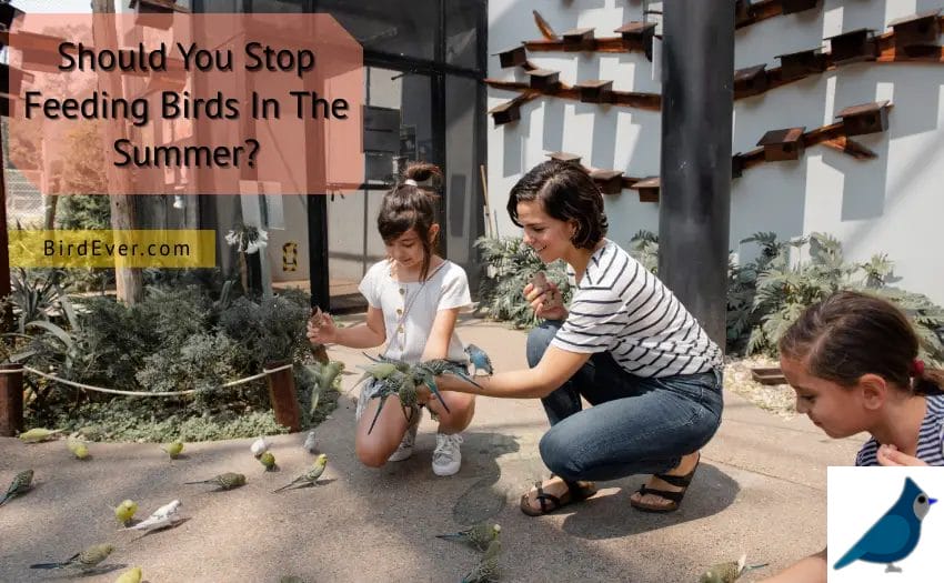 Should You Stop Feeding Birds In The Summer