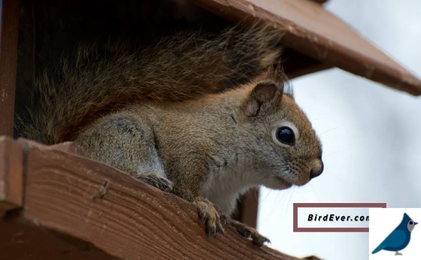 What Animals Do Bird Feeders Attract