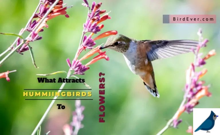 What Attracts Hummingbirds To Flowers?- 9 Charming Flowers