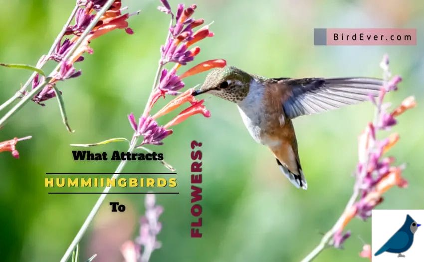 What Attracts Hummingbirds To Flowers