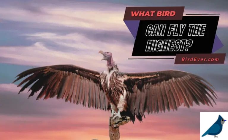 What Bird Can Fly The Highest? Top 9 Highest Flying Birds