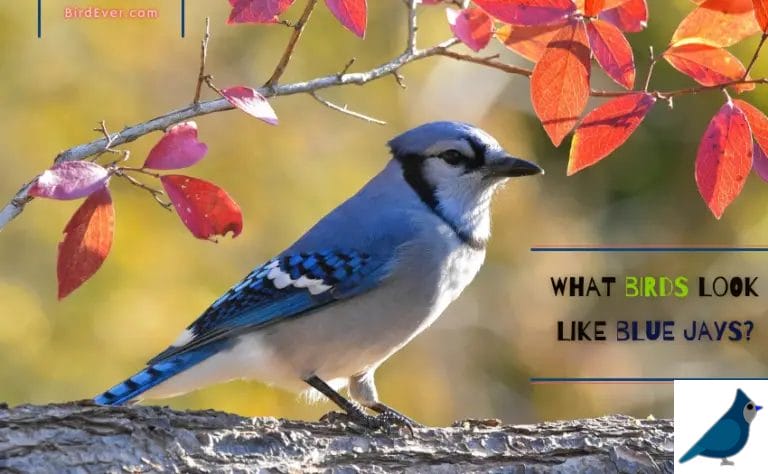 What Birds Look Like Blue Jays? An  Ultimate Guide To Identify & Understand Them