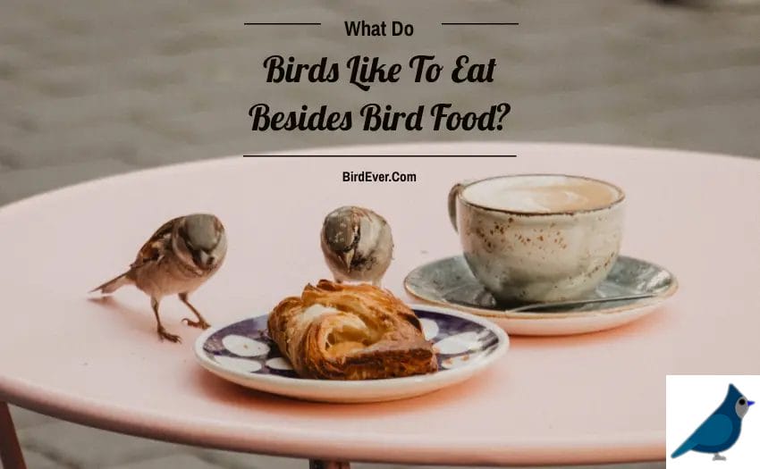 What Do Birds Like To Eat Besides Bird Food