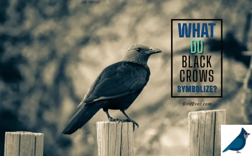 What Do Black Crows Symbolize