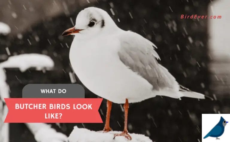 What Do Butcher Birds Look Like? 3 Best Breeder Butcher Birds