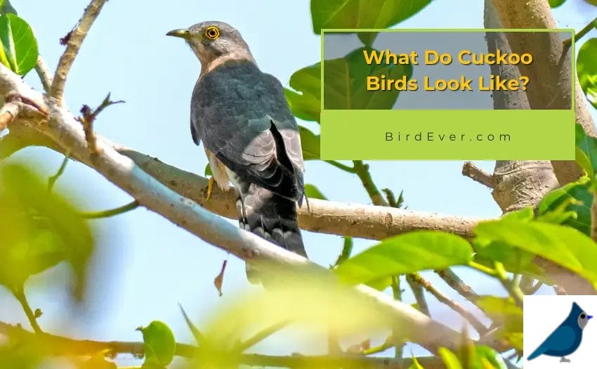 What Do Cuckoo Birds Look Like