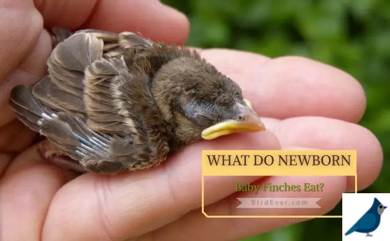 What Do Newborn Baby Finches Eat? 6 Best Ways to Feed Baby Finches