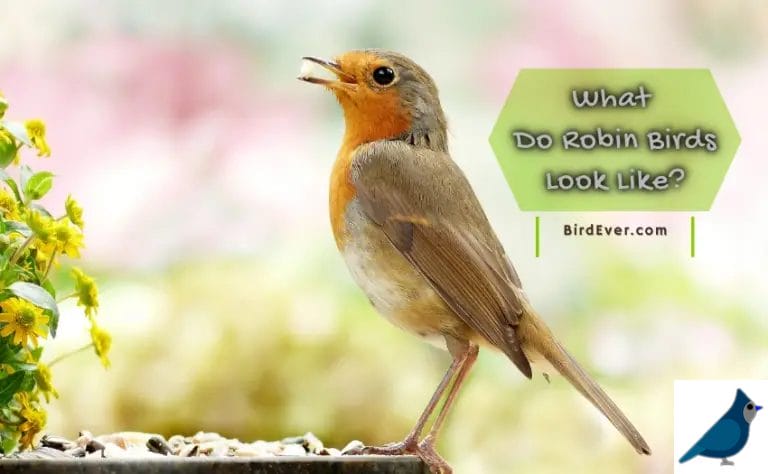 What Do Robin Birds Look Like? An Overview Of The Different Types Of Robin