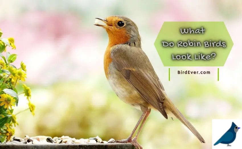What Do Robin Birds Look Like