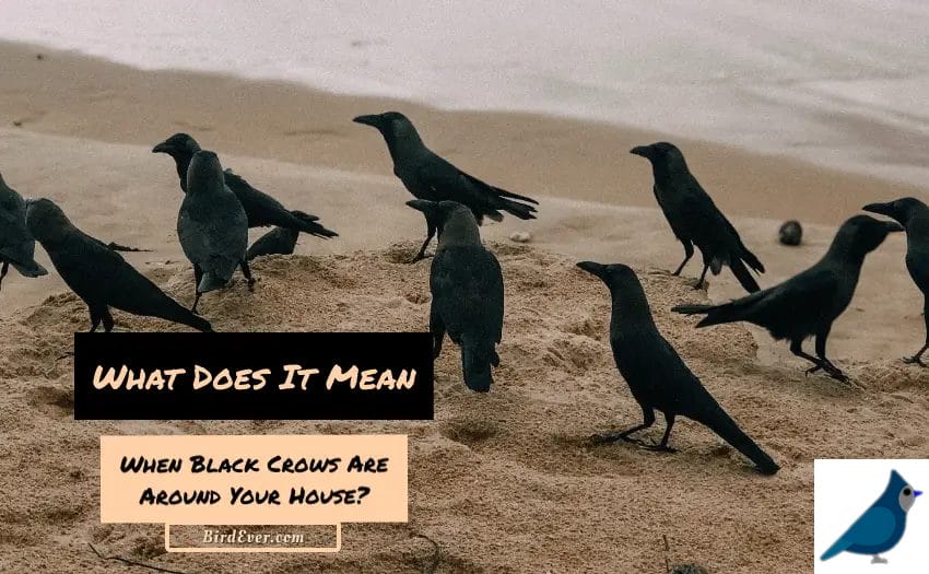 What Does It Mean When Black Crows Are Around Your House