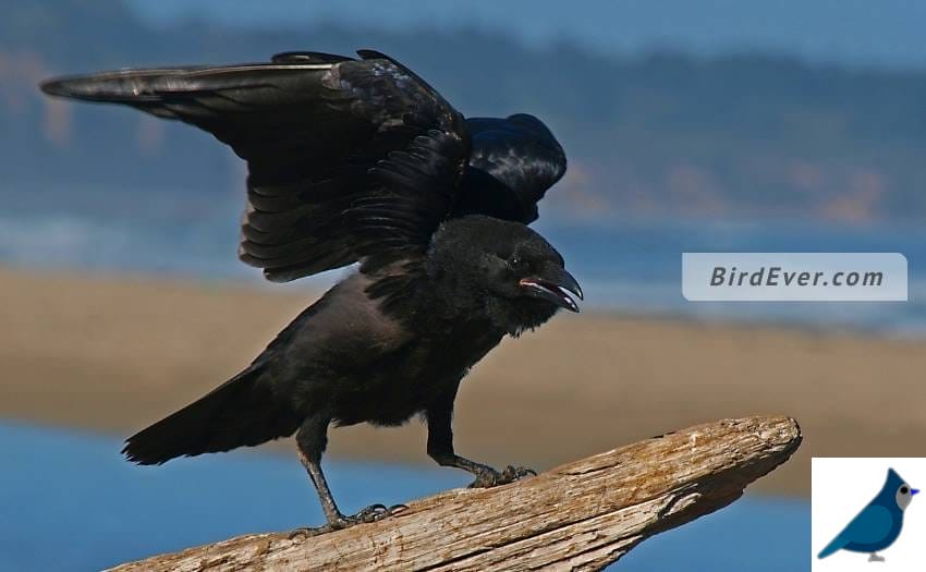 What Foods Crows Don't Like To Eat