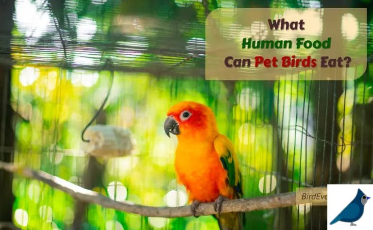 What Human Food Can Pet Birds Eat? Best Foods to Feed Your Parrot!