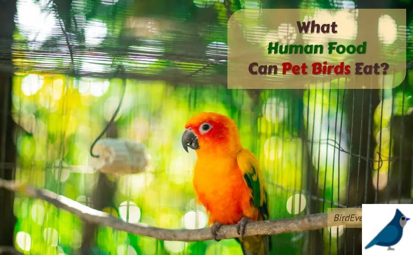 What Human Food Can Pet Birds Eat