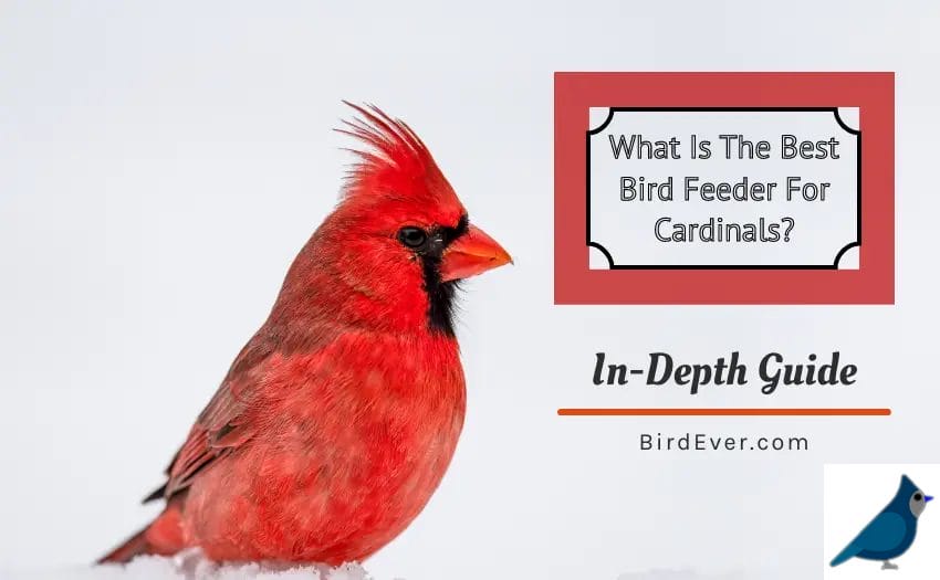 What Is The Best Bird Feeder For Cardinals