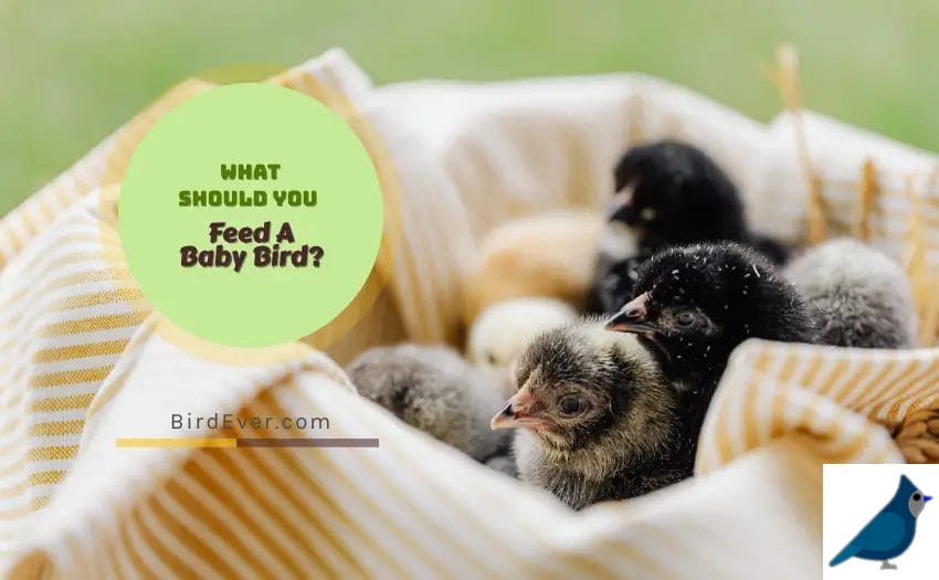 What Should You Feed A Baby Bird
