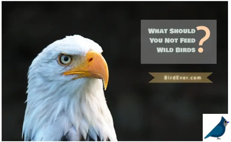 What Should You Not Feed Wild Birds? 9 Unsafe Bird Foods