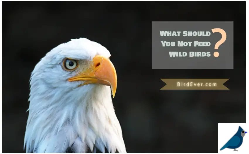 What Should You Not Feed Wild Birds
