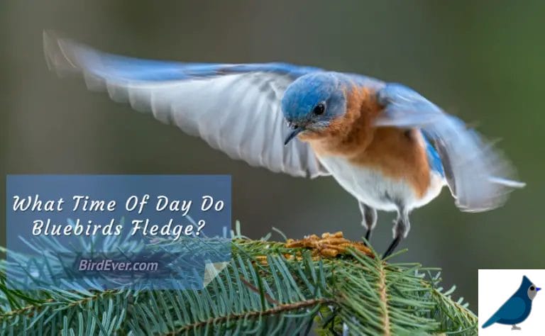 What Time Of Day Do Bluebirds Fledge? 7 Mind-Blowing Facts To Know About Bluebirds