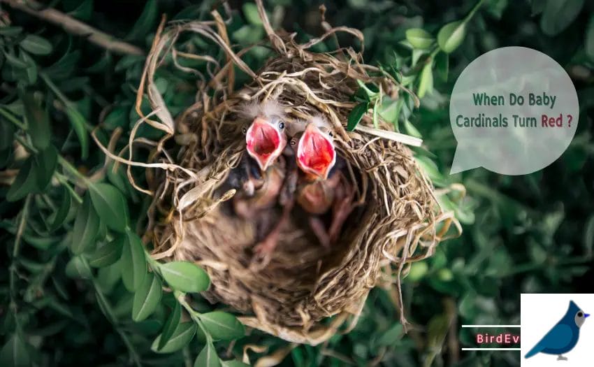 When Do Baby Cardinals Turn Red